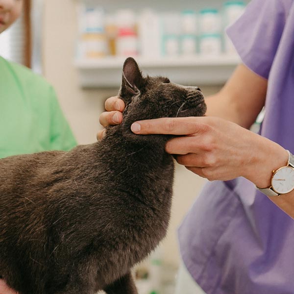 Ärztin untersucht Katze