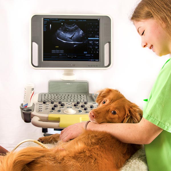 Ultraschall mit Ärztin und Katze