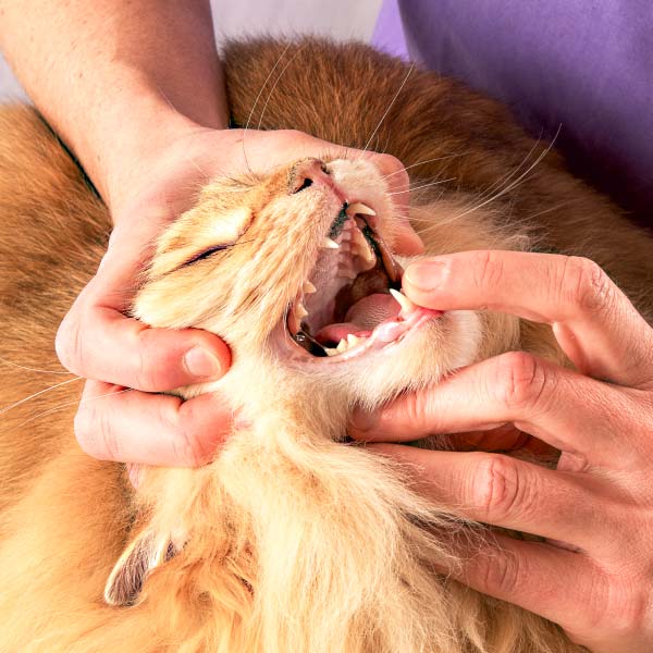 Katzenmaul mit Zähnen