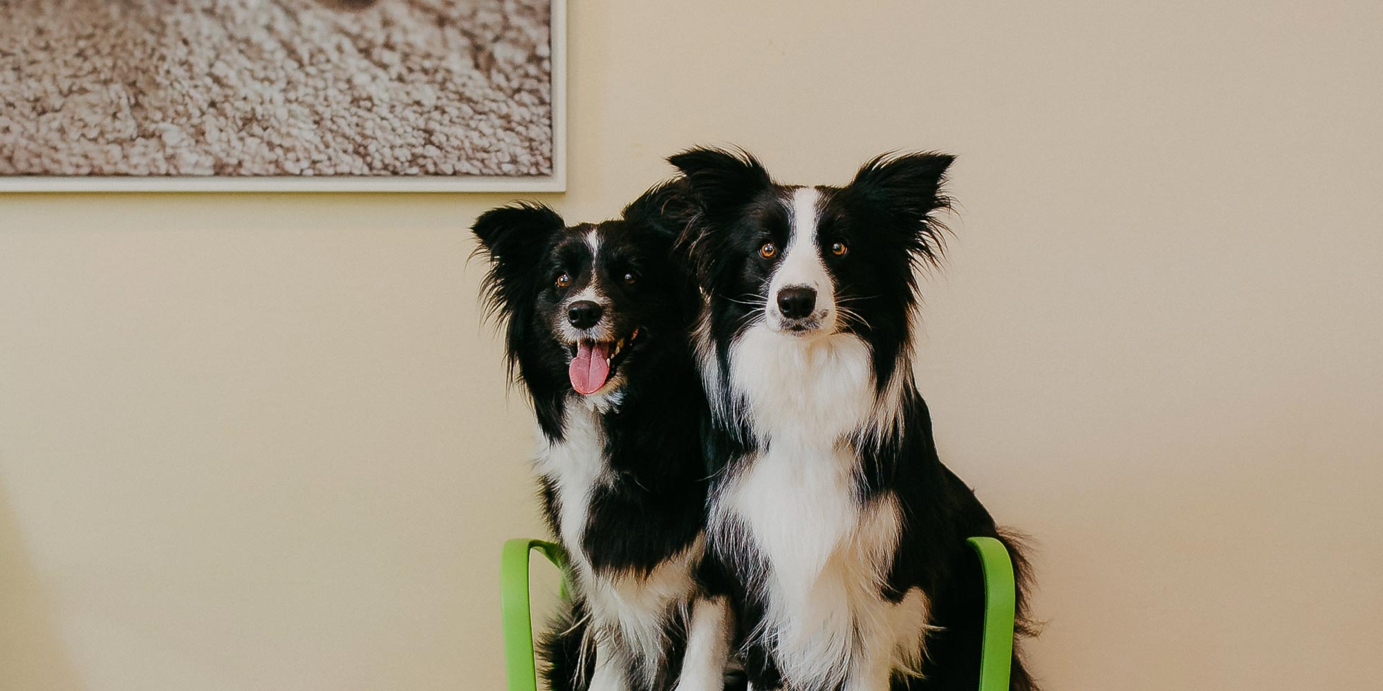 Hunde auf Stuhl im Wartezimmer